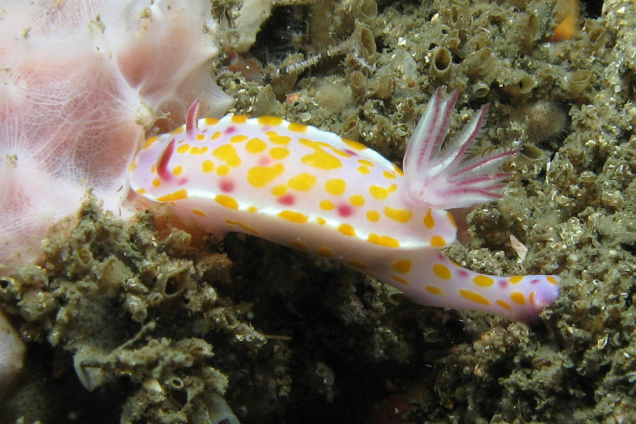 Ceratosoma amoenum